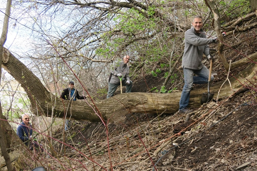 Photo : trois hommes sur une petite côte de terre avec des arbres à grandes racines, utilisant des pelles pour retirer les déchets accumulés durant l'hiver.