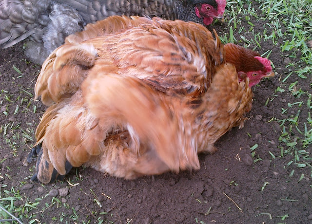 Backyard chickens taking a dust bath