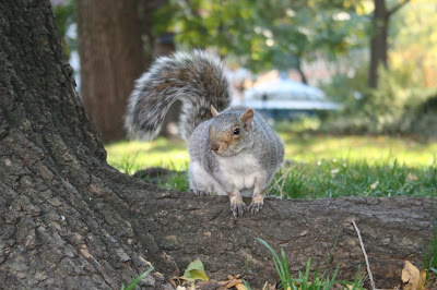 Squirrel_im_Gramercy_Park