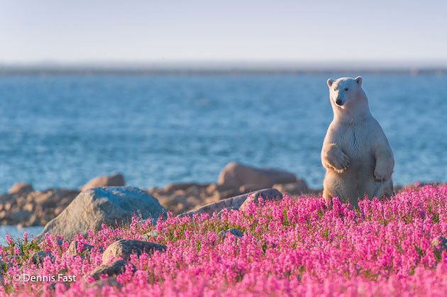 Canadian Photographer Captures Polar Bears Playing In Flower Fields