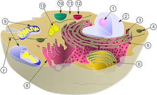 Tipik bir hayvan hücresinde organeller