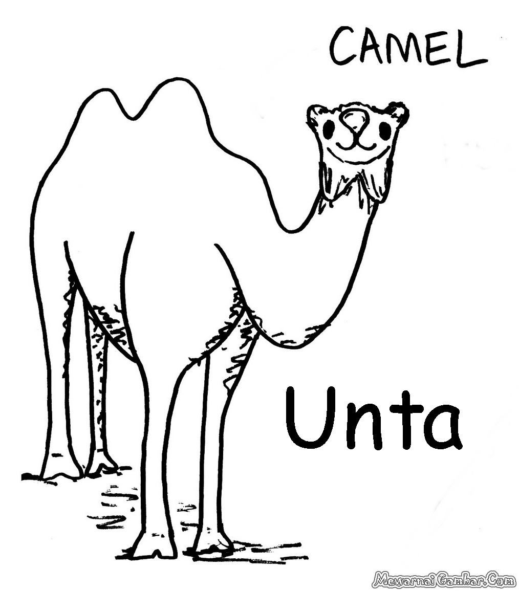 Gambar Unta Untuk Diwarnai Mewarnai Gambar