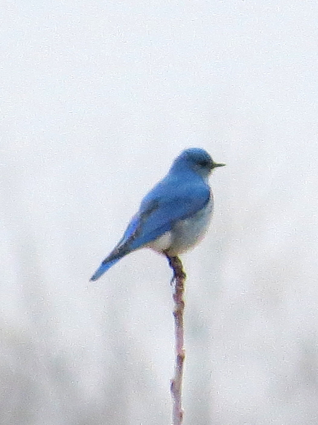 Penelopedia Nature and Garden in Southern Minnesota Mountain Bluebird