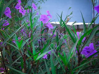 Sweet Purple Flower Plant Ruellia Simplex In Front Of The House, Badung, Bali, Indonesia