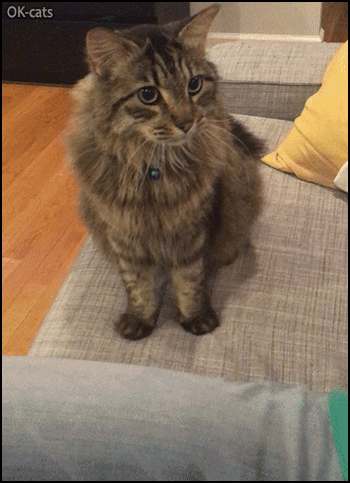Funny Cat GIF • Clever cat playing paw vs. hands. All for one and one for all > 3 Best Friend Forever. Funny Cat GIF • Clever cat playing paw vs. hands. All for one and one for all > 3 Best Friend Forever.