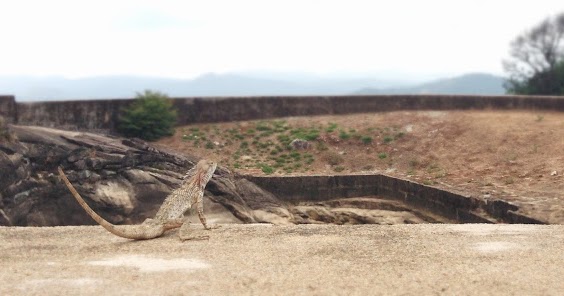 Chameleons & Changing colors