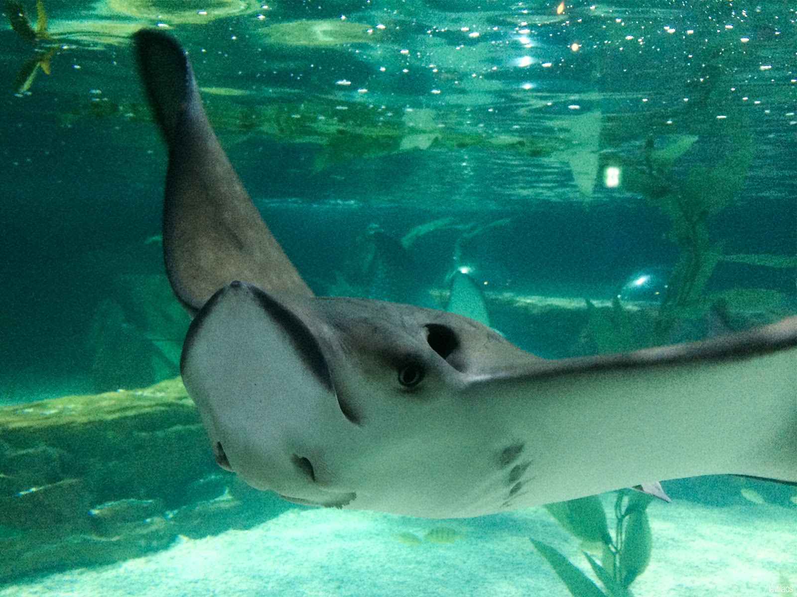 Seoul, Korea - Summer Study Abroad 2014 - Sea Life Busan Aquarium stingray