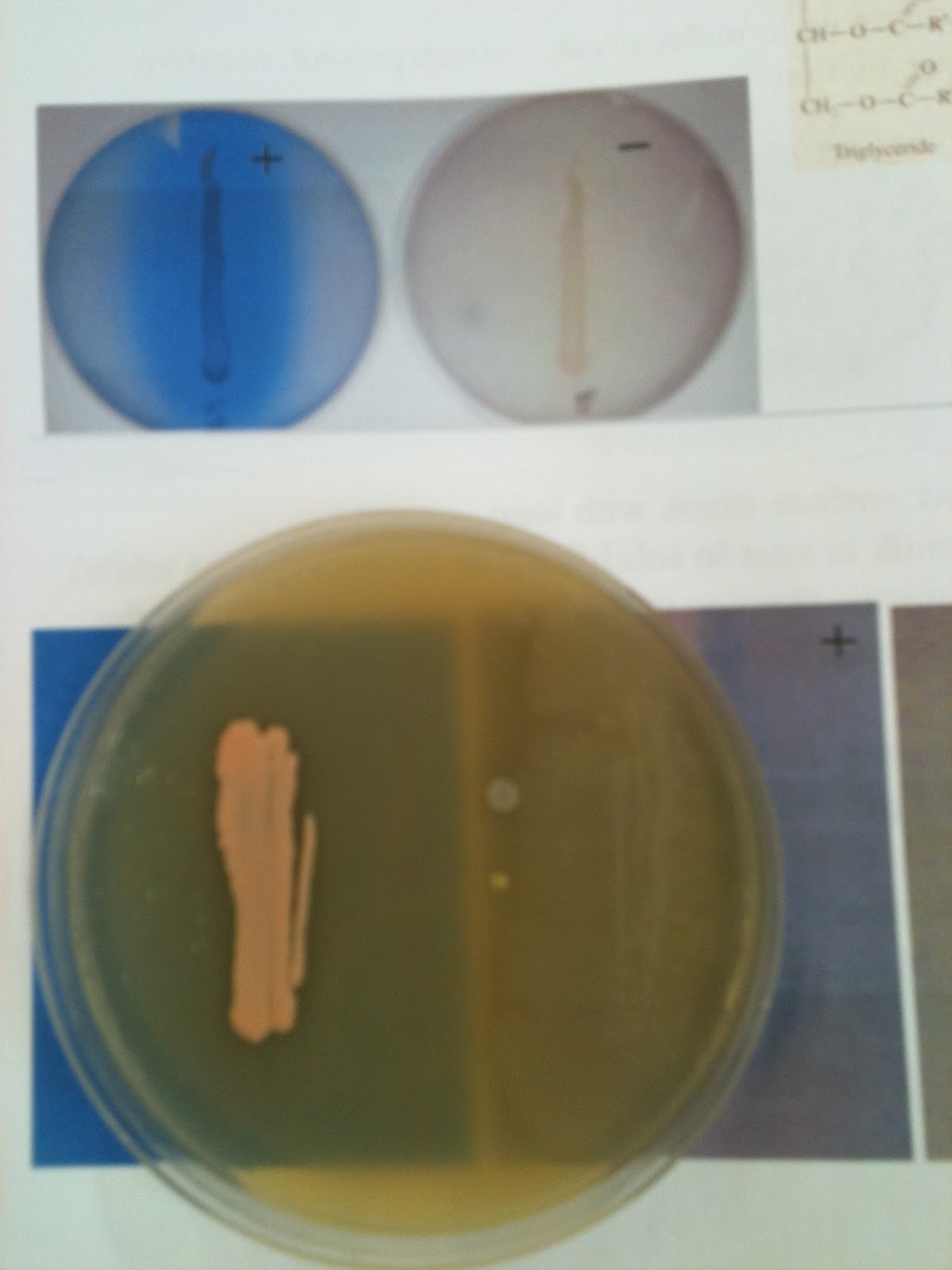 Franciscan University BIO 217 Microbiology Lab