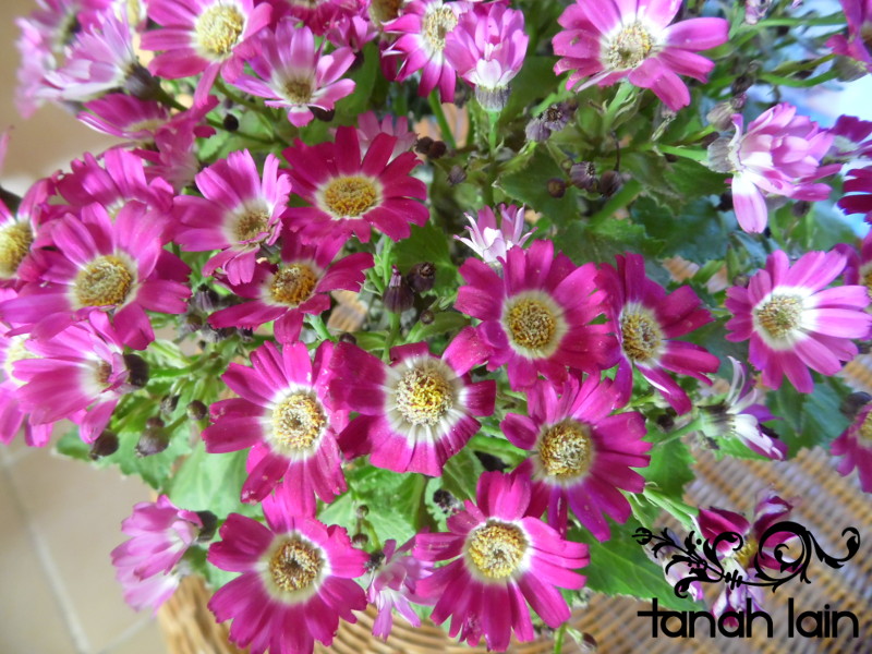 Mis plantas de sol y sombra