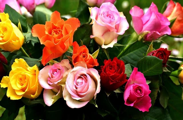 Inilah Beberapa Jenis Bunga Mawar dengan Karakter dan Filosofinya, Karena dengan Bunga Bisa Mewakili Kata-kata
