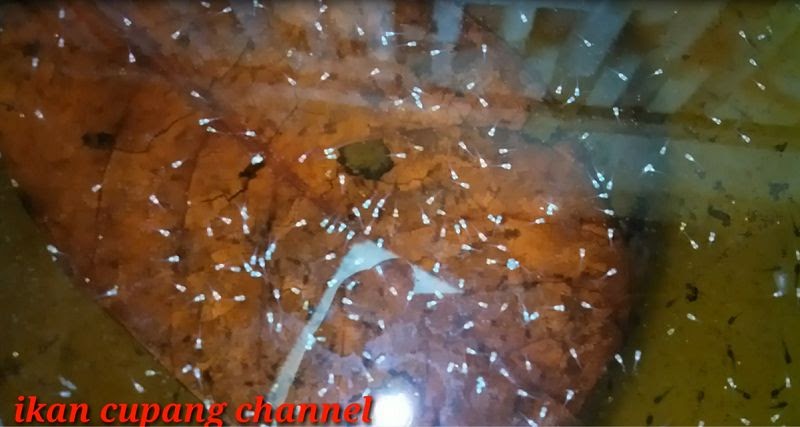 Cara Ternak Ikan Cupang Hias Nama Nama Hewan Dari Huruf A Sampai Z
