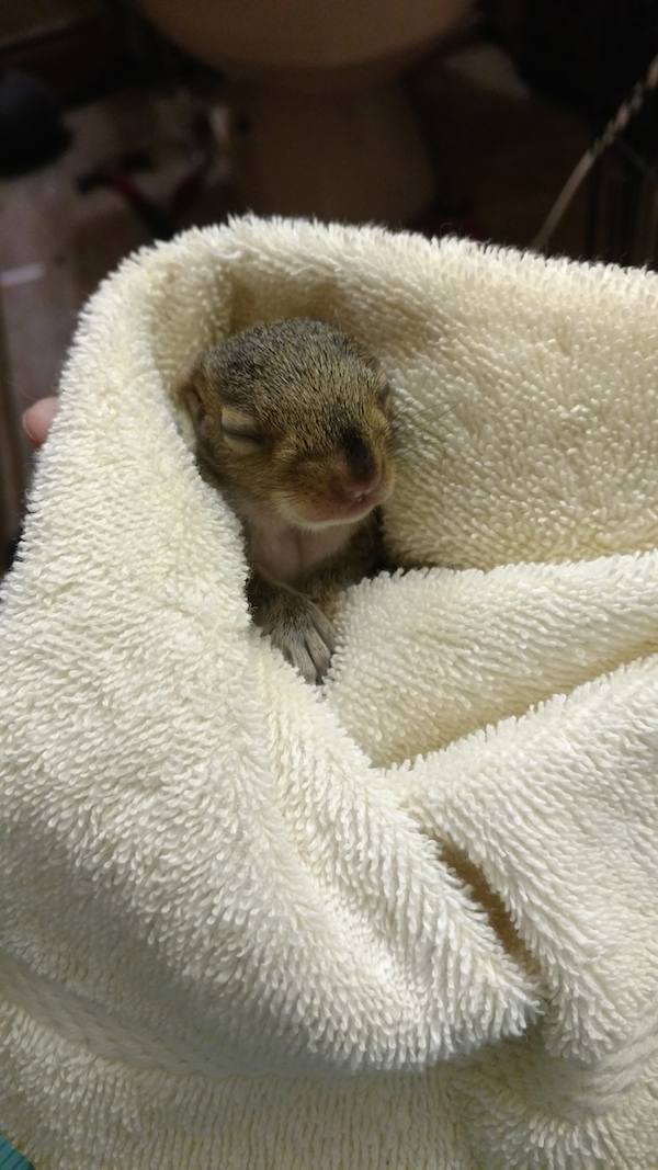 Rescued Baby Squirrel Gets His Very Own Newborn Baby Photoshoot