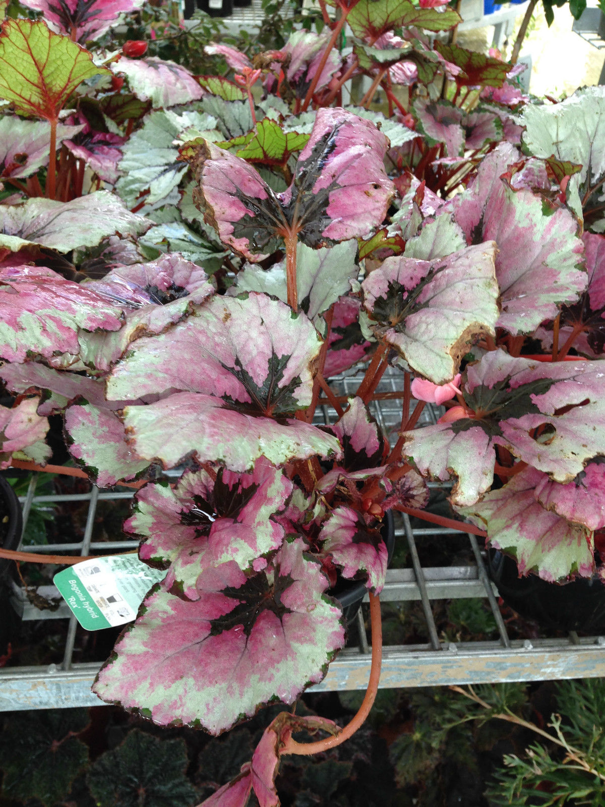 Всё о бегониях и не только... Begonia rex 'Kotobuki'