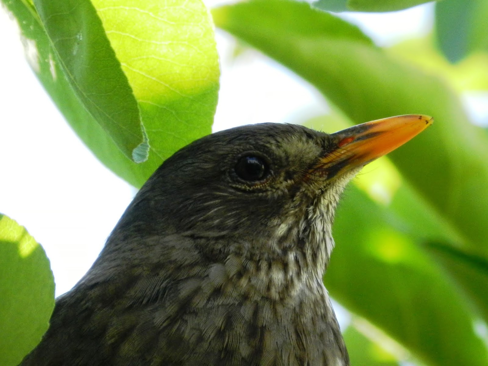 AVES DE ANDALUCÍA: Mirlo Común