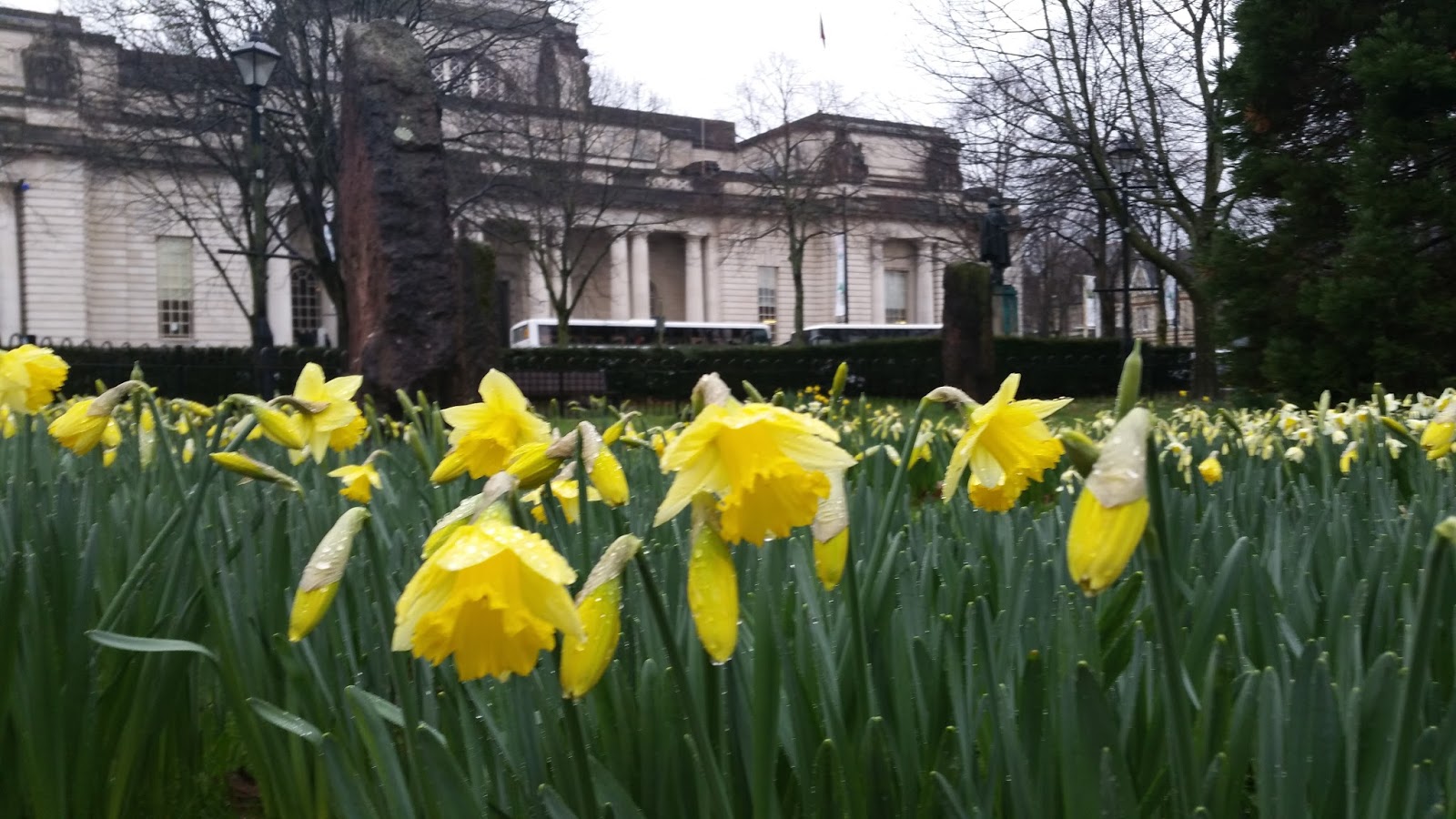 Something ventured Daffodils and St David