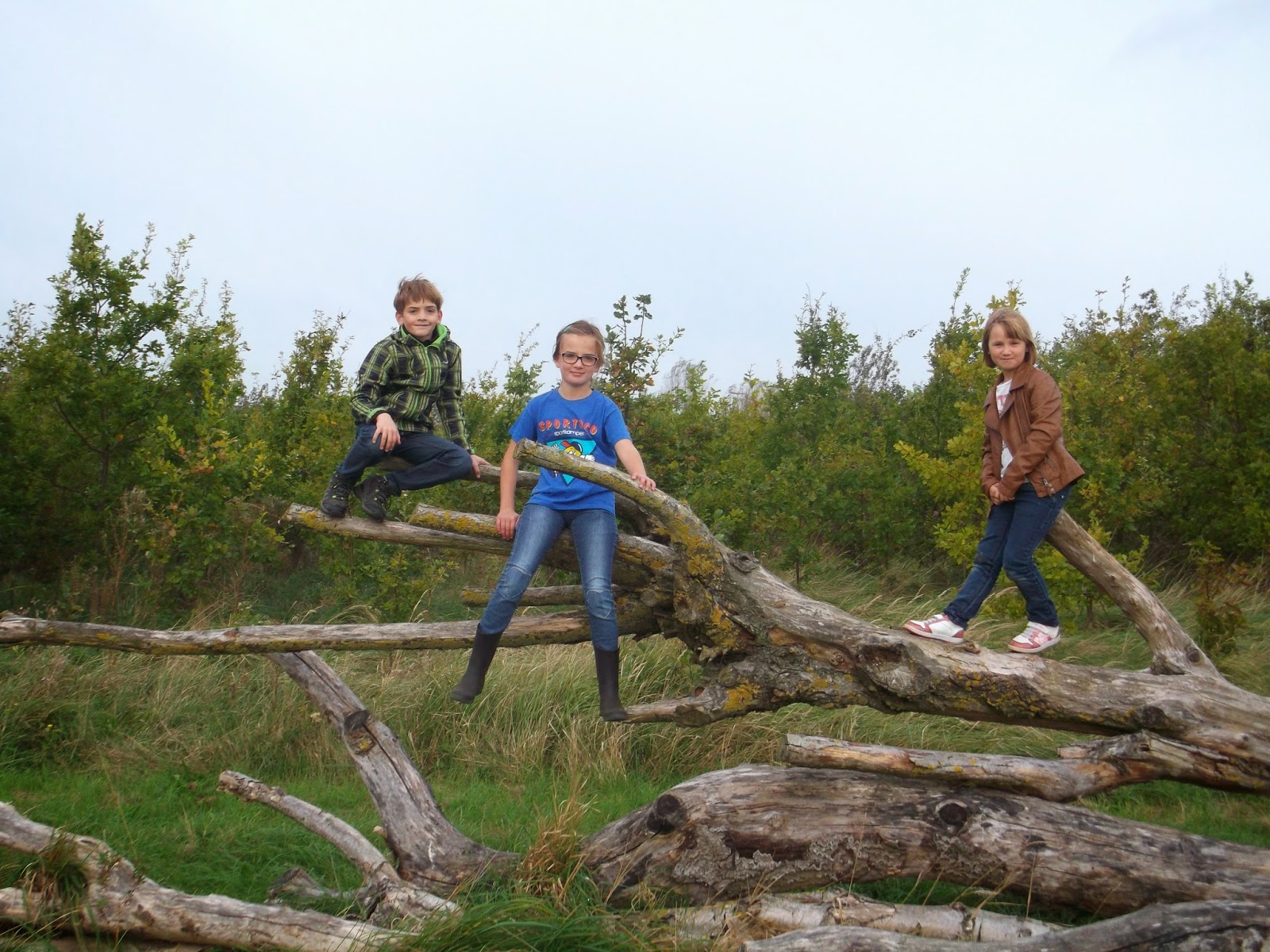 Het Boompje - meester Nico: Naar het bos in Zandvoorde