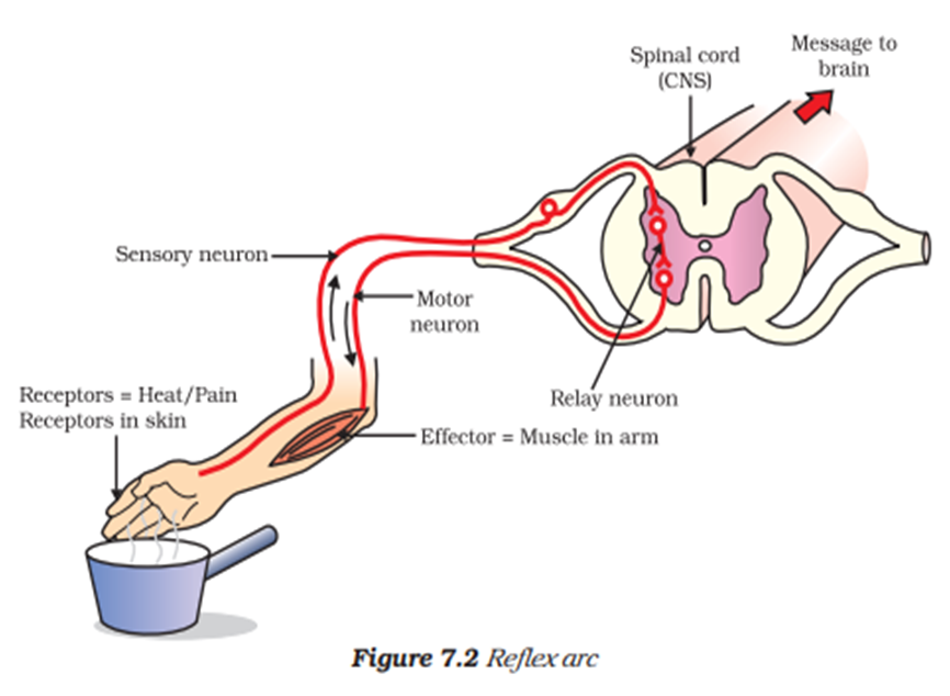 следующую рефлекс. следующую рефлекс. понятие о рефлексе. следующую рефлекс. рефлекс это в обществознании.