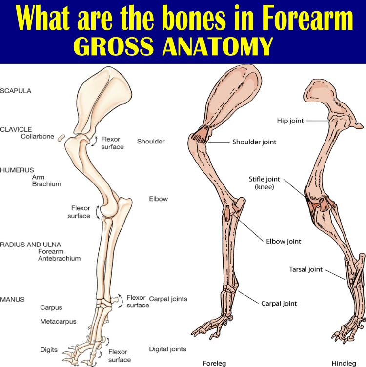 Radius And Ulna Gross Anatomy Anjani Mishra