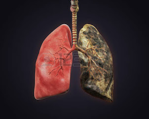 Sistema Respiratorio 1-