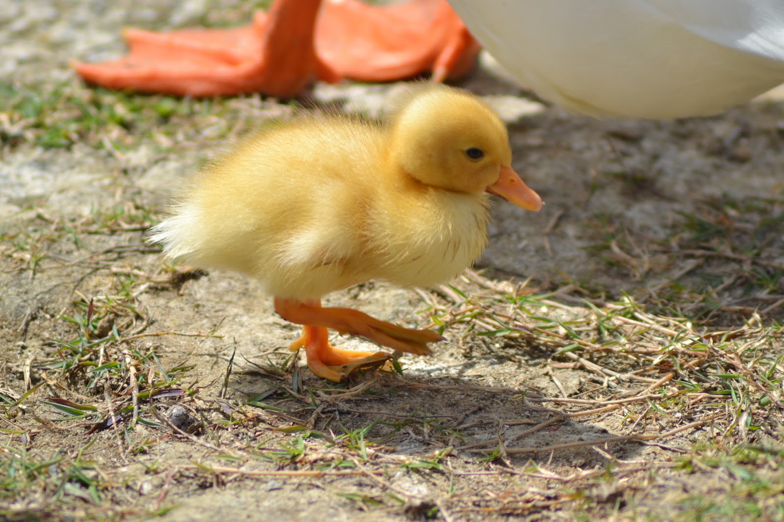 TheA+ Photography Fluffy Duck