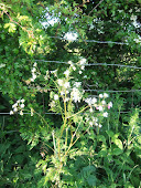 Queen Annes Lace Cow Parsley