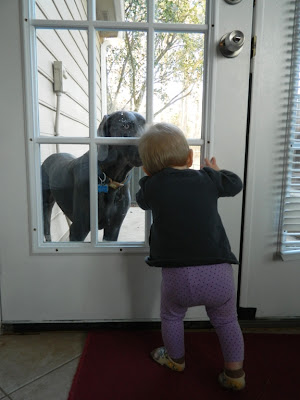 Tot looking through a glass door at the family dog, a big grey hound dog