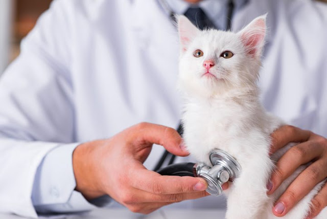 bawa kucing ke veterinar