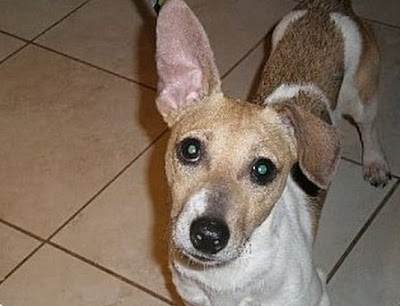 Jack russell terrier dachshund mix Temperament, Size, Adoption, Lifespan, Price