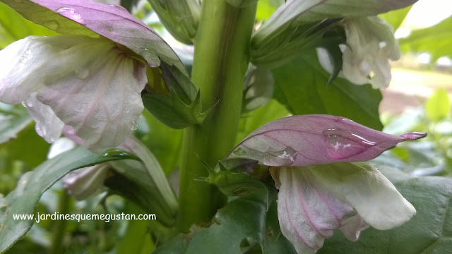 Inflorescencia de acanto