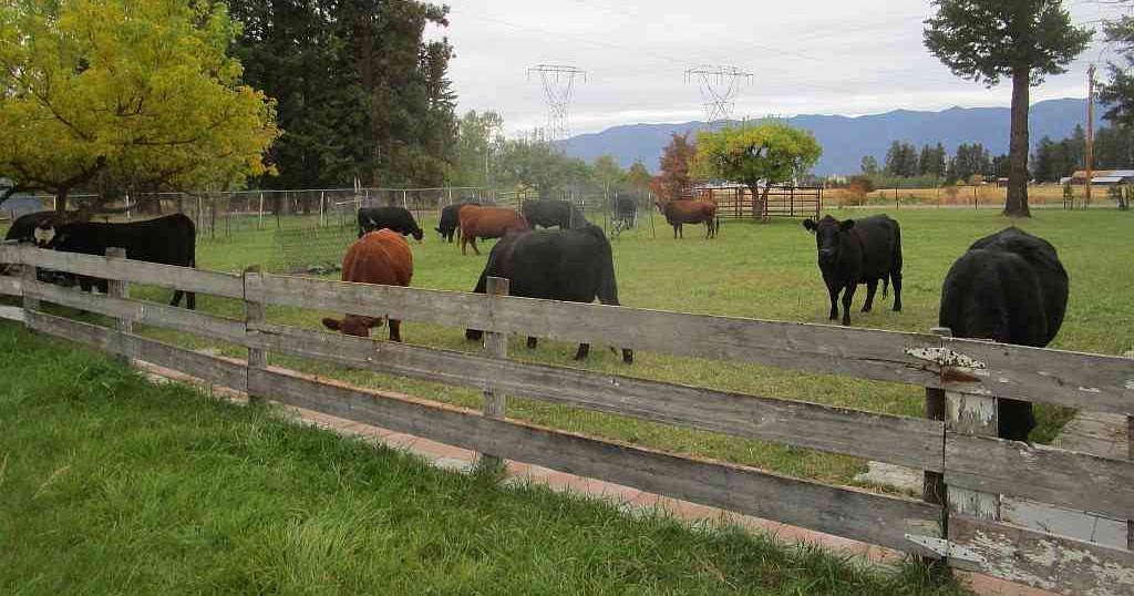 Life among the Tall Pines Fruit tree and garden day for cattle