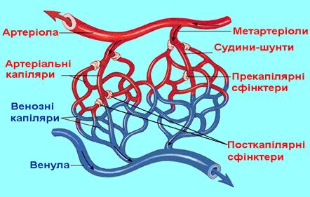Порядок расположения частей микроциркуляторного русла Respiratory System Science ShowMe