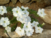 Petunia blanca
