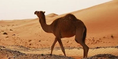 Onta atau Unta Camel - berbagaireviews.com