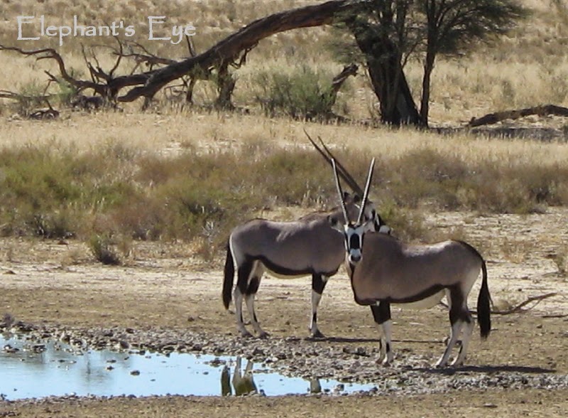 Gemsbok or oryx