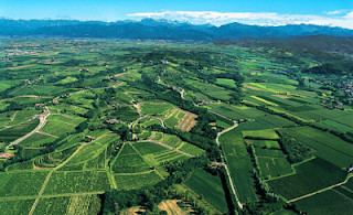rosazzo vino