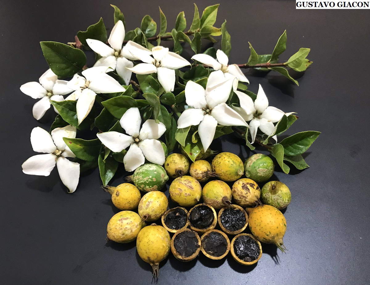 Viveiro Ciprest - Plantas Nativas e Exóticas: Estrela do Cerrado ou Jam  Fruit de Frutos Redondos ( Rosenbergiodendron formosum )