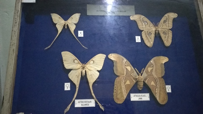 Koleksi Serangga Awetan Di Museum Zoologi Kebun Raya Bogor Traveling Sejarah Budaya Tokoh Peristiwa Ekonomi Bisnis