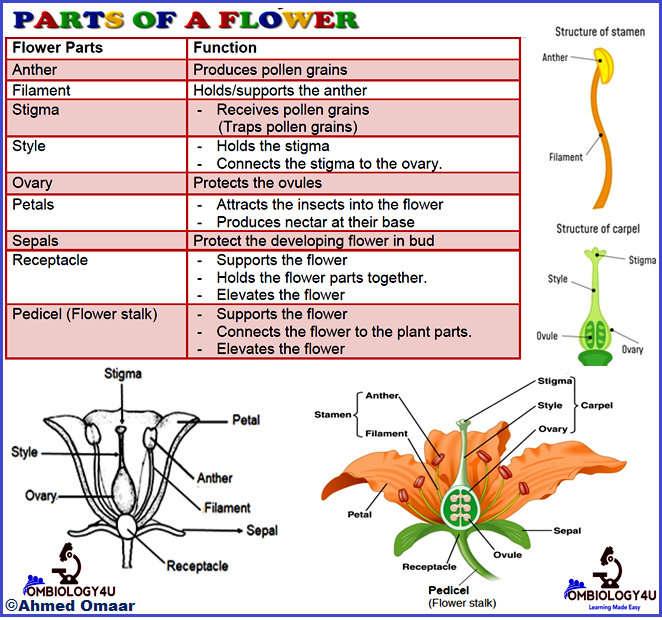 Flowering Plants Diagrams and Functions Form 3
