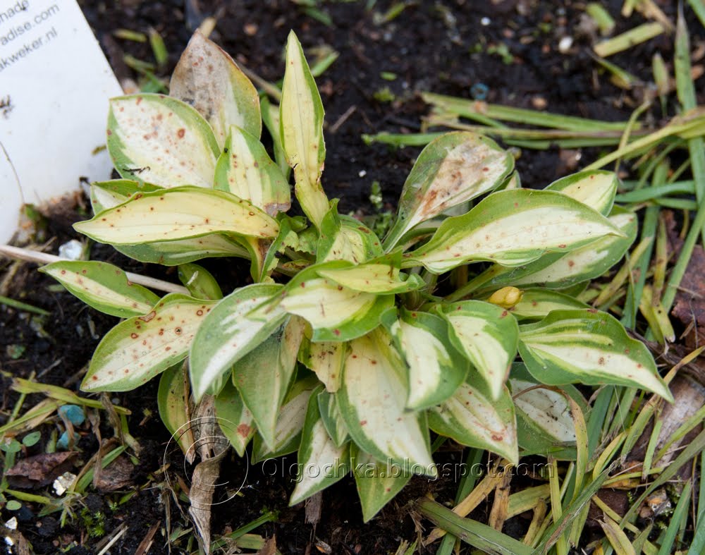Olga's Hosta Cat's Eye