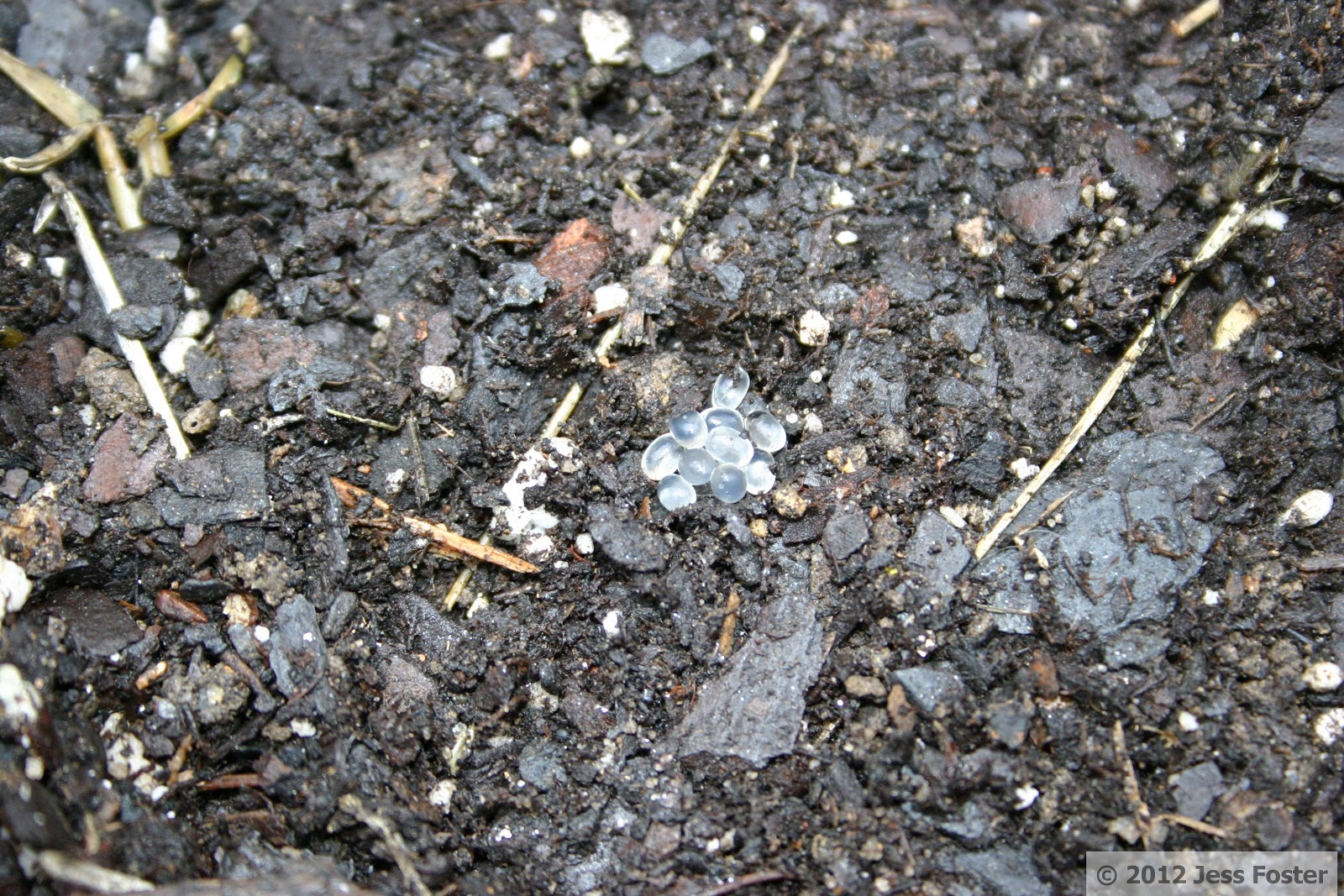 Sluggin' Along Slug Eggs Clutch 3