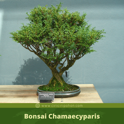 Bonsai Chamaecyparis