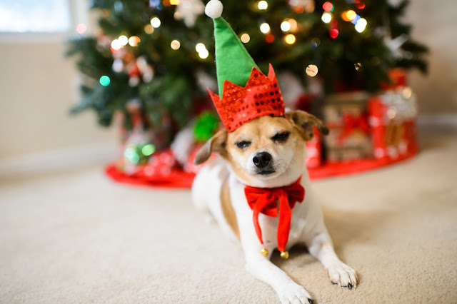 Hill Country Housewife: Animal Christmas Photos 2013