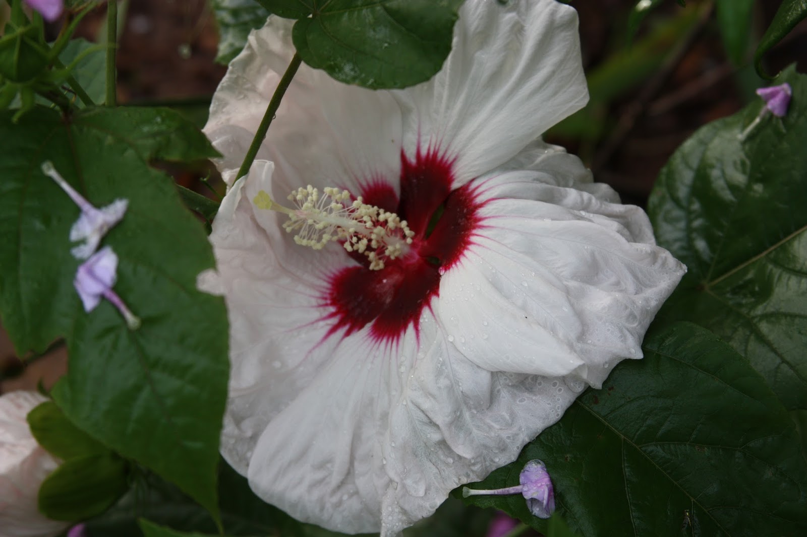 All the Dirt on Gardening 08.16