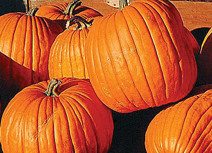 Khasiat Buah Untuk Kesehatan: Khasiat Buah Labu Kuning Untuk Kesehatan