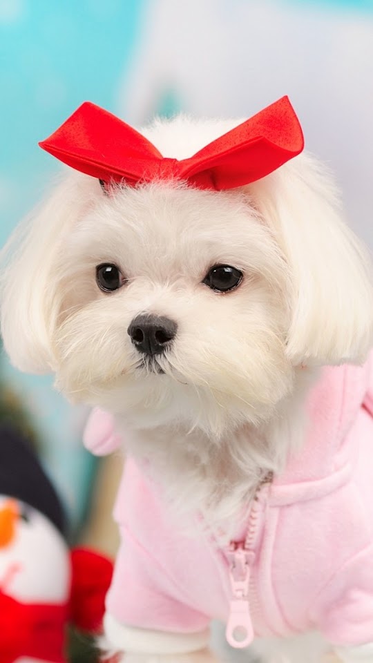   Cute Puppy with Red Bow   Android Best Wallpaper