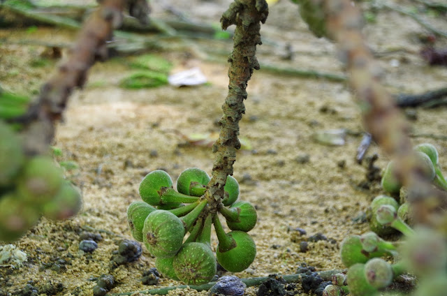 Trees and Plants: Broad leaf Fig, Elephant Ear Fig, Roxburgh Fig