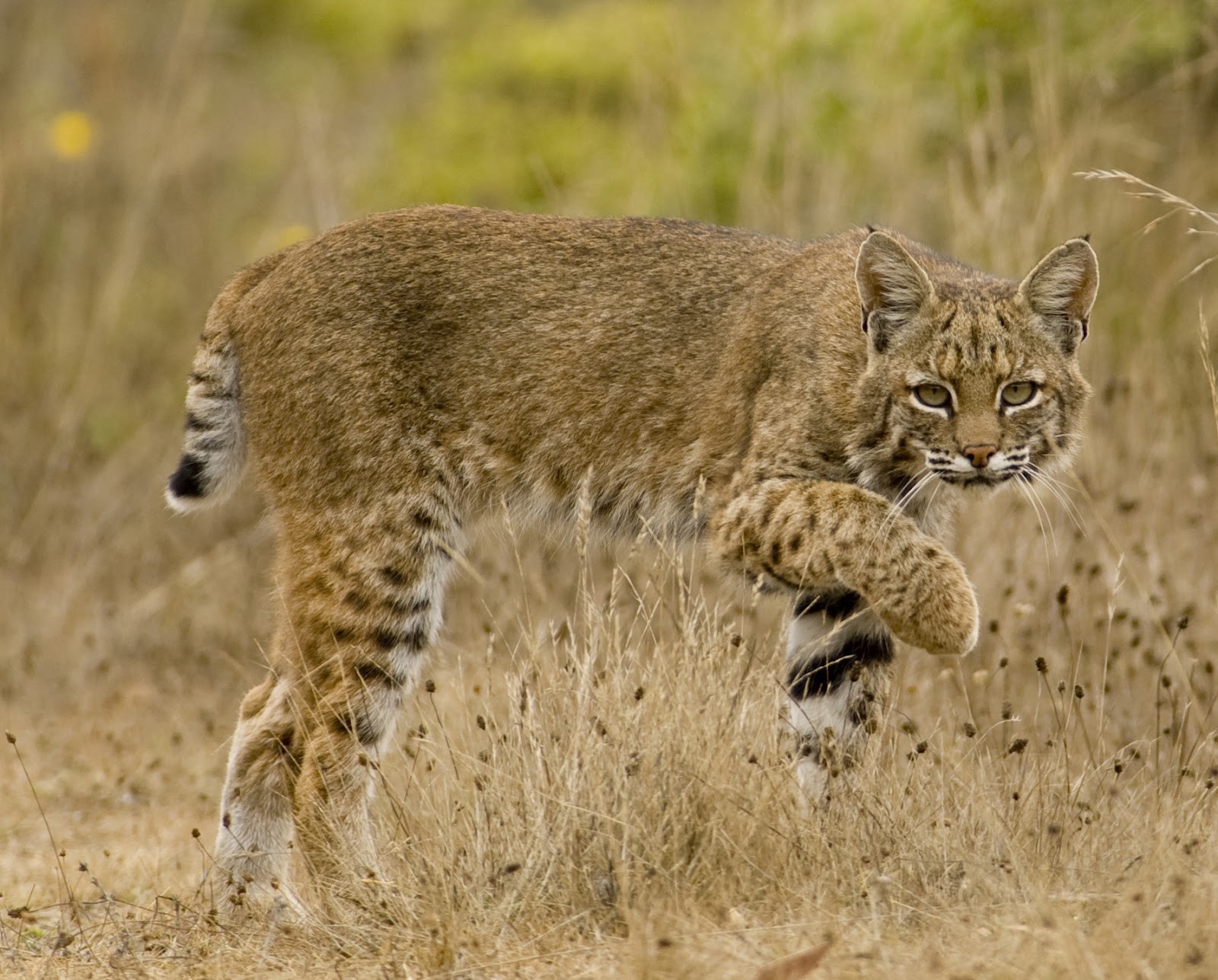 Bobcats | Wildlife Amazing Facts & Photos | The Wildlife