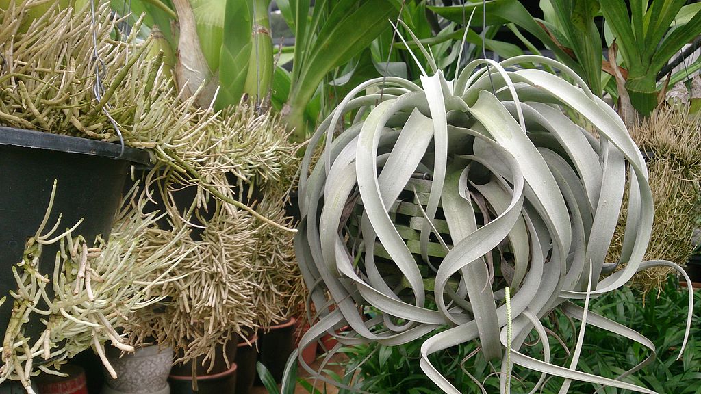 Tillandsia xerographica care The King of Air Plants Travaldo's blog