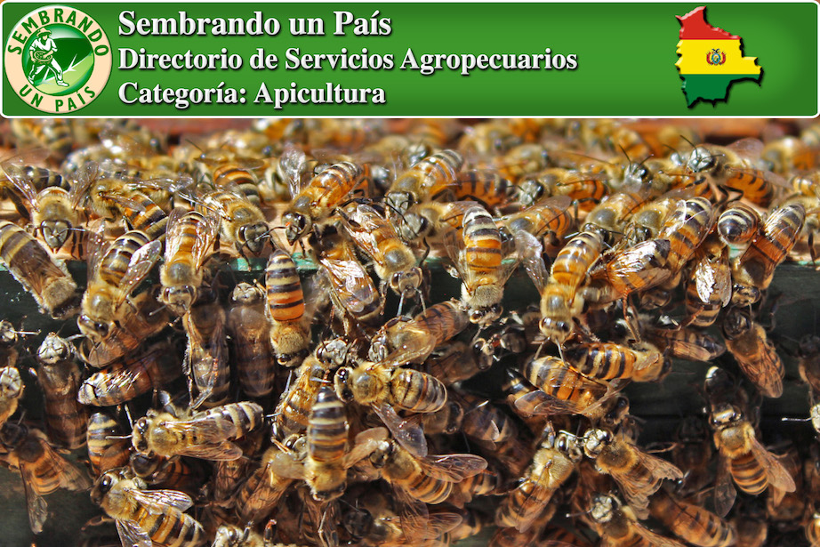 apicultura en bolivia