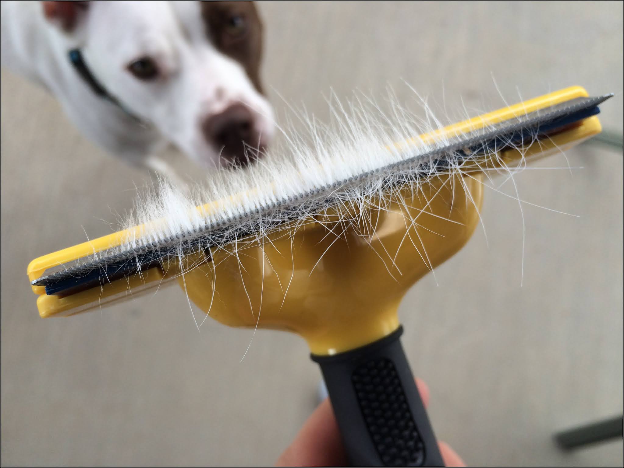 Why is My Dog Shedding So Much? How to Control Your Dog Shedding
